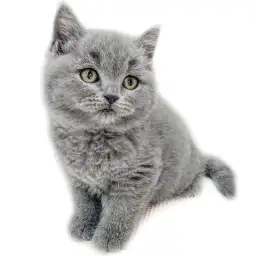 ブリティッシュショートヘア