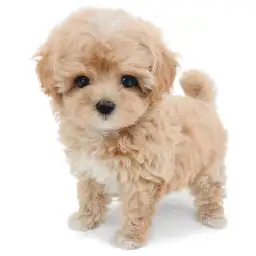 MIX（トイプードル×マルチーズ）