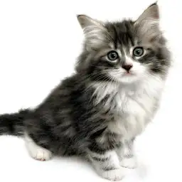 ノルウェージャンフォレストキャット