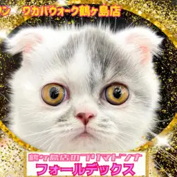【 フォールデックス 】鶴ヶ島店長激推しのプリマドンニャ！癒やし系フォーちゃん！