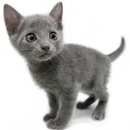 ロシアンブルー