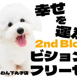 【 ビションフリーゼ 】アフロと笑顔がトレードマーク!愛されわんこの2ndブログ