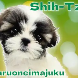 【 シーズー 】初心者必見!短足おっとり系の女の子の魅力を徹底解説!