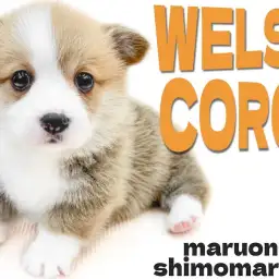 【 コーギー 】陽気な性格と愛嬌抜群のルックスは太陽のように照らしてくれる存在！