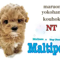 【 マルプー 】濃厚アプリコット色が魅力的な人気のミックス犬|横浜市都筑区ペット