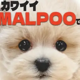 【 マルプー 】テディベアの様な顔とドワーフ体型が特徴的!初心者も必見なMIX犬