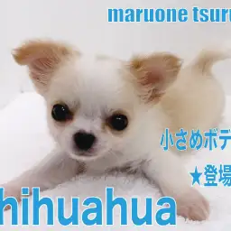 【 チワワ 】小さめボディのクリーム＆ホワイトカラーの男の子！！