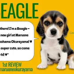 【 ビーグル 】運動大好き!アウトドア派にピッタリな最高なプリティ相棒!