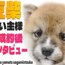 【 豆柴 】最愛の我が子、豆柴ちゃんとの出会いときっかけをお客様にレポート！