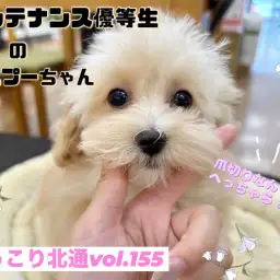 【 ほっこり北通vol.155 】ケア中もリラックスできちゃうマルプーちゃん