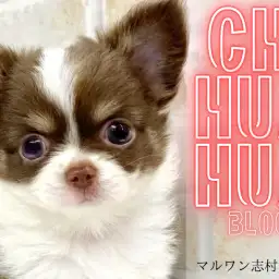 【 チワワ 】目が合った瞬間からみんなの心を鷲掴み!激かわチワワちゃんが登場!