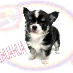 【 チワワ 】ミニマムサイズのもっちりボディ！とっても穏やかもちもちわわ！