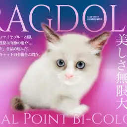 【 ラグドール 】美しさ無限大!圧巻のサファイアブルーと人懐っこい性格!