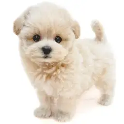 MIX（マルチーズ×トイプードル）