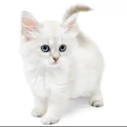 ネヴァマスカレード