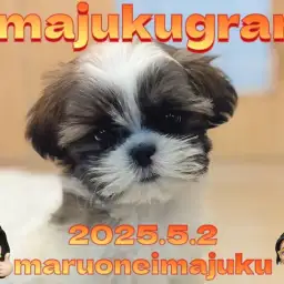 【 イマジュクグラム 】ゴールド&ホワイトのマイペースなシーズーの女の子が入店!