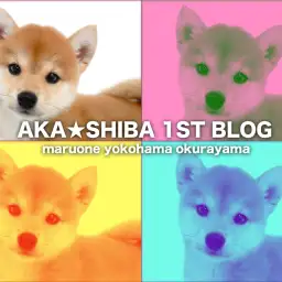 【 柴犬 】鮮やかな赤毛の女の子!ヒコーキ耳で大歓喜する姿に柴沼確定!