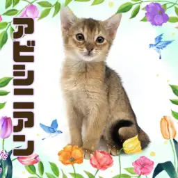 【 アビシニアン 】ギャップ萌え必至！クレオパトラにも愛された美しき女神の化身！