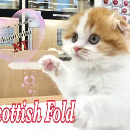 【 スコティッシュフォールド 】初心者にも育てやすい人気猫種!折れ耳スコの女の子