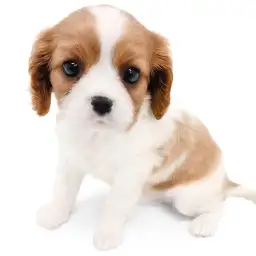 キャバリア・キングチャールズ・スパニエル