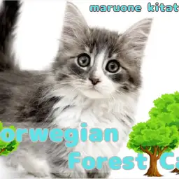 【 ノルウェージャン 】甘えん坊boy！森の妖精が埼玉県戸田市に登場！