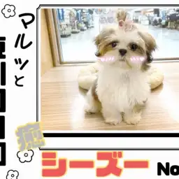 【 マルっと東川口日和No.16 】抱っこ大好き甘えん坊な女の子シーズーちゃん