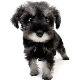 ミニチュア・シュナウザー