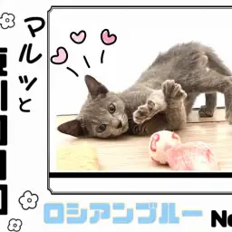 【 マルっと東川口日和NO.6 】美ボディの秘訣は食にあり!食欲旺盛なロシちゃん