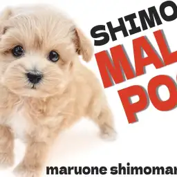 【 マルプー 】理想の子犬!可愛さと飼いやすさを兼ね備えた女の子が東京都大田区に