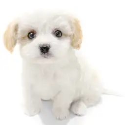 MIX（キャバリアキングチャールズスパニエル×ビションフリーゼ）