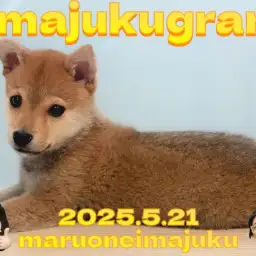 【 イマジュクグラム 】生後4ヶ月を迎える目ヂカラ最強の豆柴ちゃま最新情報!