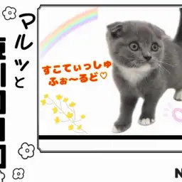 【 マルっと東川口日和No.3 】唯一無二の存在!希少尽くしの激かわスコちゃん