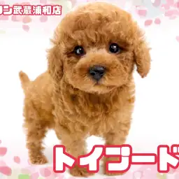 【 トイプードル 】黄金比ボディ&両親の小さめDNAを継承した女の子が埼玉に降臨