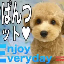 【 MIX 】全身カットで可愛いおぱんつスタイルに大変身したマルプーちゃん!