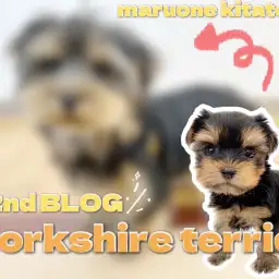【 ヨークシャーテリア 】2nd成長ブログ!お散歩デビュー&おすわり完全マスター