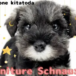 【 ミニチュアシュナウザー 】脅威の可愛さ！洗練された魅力の家庭犬が北戸田に登場