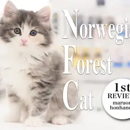 【 ノルウェージャンフォレストキャット 】森の妖精の名に相応しい美しき女子登場!