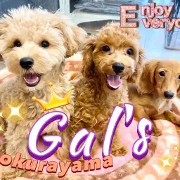 【 GAL’s 】社交性抜群の女の子達!楽しく遊びながら犬社会をお勉強中!