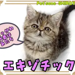 【 エキゾチック 】外見も性格もピカイチ！悶絶級に可愛いエキゾチック登場！