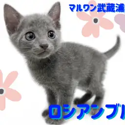 【  ロシアンブルー 】美しい被毛と宝石のような瞳が魅力の気品あふれる男の子