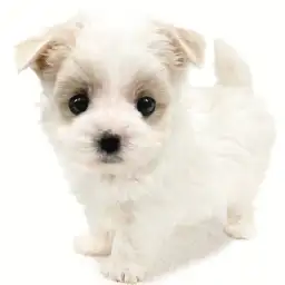 MIX（マルチーズ×ヨークシャーテリア）