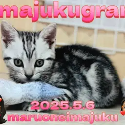 【 イマジュクグラム 】目ヂカラ最強の美猫!アメリカンショートヘア最新動画!