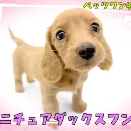 【 ミニチュアダックスフント 】魅力がいっぱい!おっとり癒し系女子