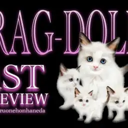 【 ラグドール 】シールカラーが美しい甘えん坊の九州男児がやってきた!