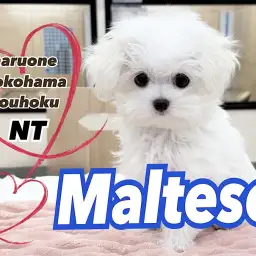 【 マルチーズ 】シルクのような美しい被毛のケア方法と成長記録
