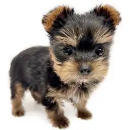 ヨークシャーテリア