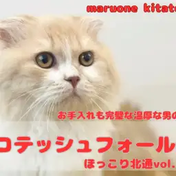 【 ほっこり北通vol.162 】生後8ヶ月を迎える超絶温厚スコティッシュくん！