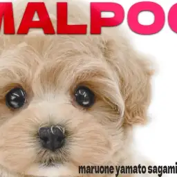 【 マルプー 】閲覧数も爆上がり！誰もが認める愛らしさと天真爛漫な大人気MIX