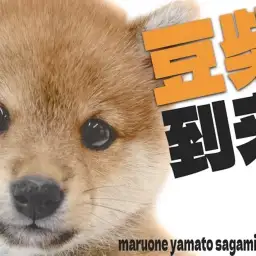 【 豆柴 】人を惹きつける力は無限大！凛々しくもかわいい豆柴くんの魅力を大公開！