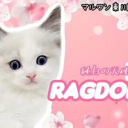 【 ラグドール子猫 】純白の天使降臨!マイペースな性格のパーフェクトキャット!